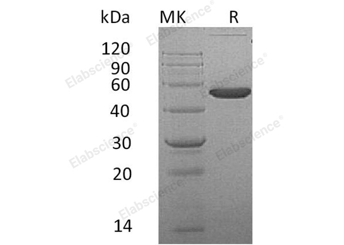 Валидация Elabscience PKSM041009(4943)