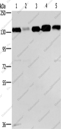 Вестерн-блоттинг, CEP97, клеточные линии 293T, HeLa, PC3, LoVo и A172