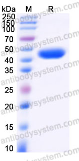 YHF37001, SDS-PAGE