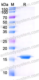 AHE22002, SDS-PAGE