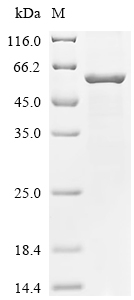 SDS-PAGE