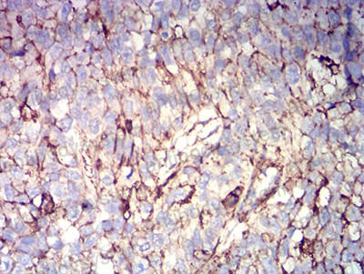 Валидация AntibodySystem RHD14804