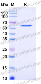 YHB02501, SDS-PAGE