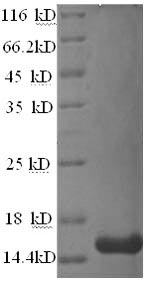 SDS-PAGE