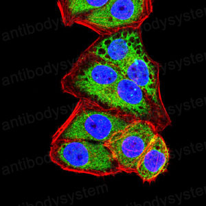 Валидация IF - AntibodySystem RHJ82302