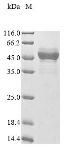 SDS-PAGE