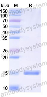 Валидация SDS-PAGE - AntibodySystem RVV00111