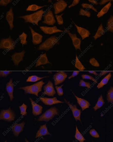 Иммунофлуоресценция, PGK2, клетки L929