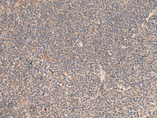 Валидация Elabscience E-AB-18962