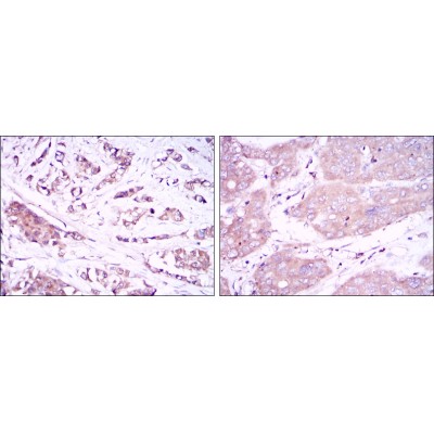 Валидация Affinity BF0688 - 5366