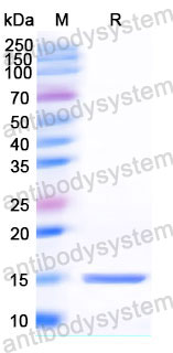 Валидация SDS-PAGE - AntibodySystem RHG93502