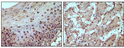 Валидация AntibodySystem RHC19909