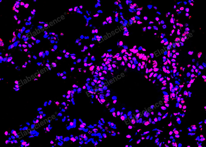 Валидация Elabscience E-CK-A324 - 102