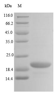 SDS-PAGE