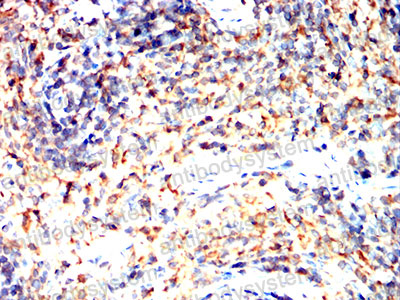 Валидация AntibodySystem RHJ16301 (3345)