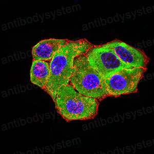 Валидация IF - AntibodySystem RHE47404
