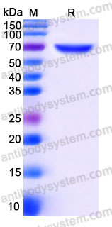 YHG39801, SDS-PAGE
