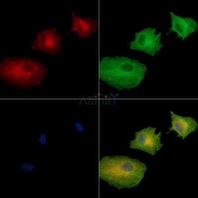 Валидация Affinity DF15949 - 12468