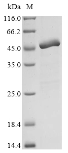 SDS-PAGE
