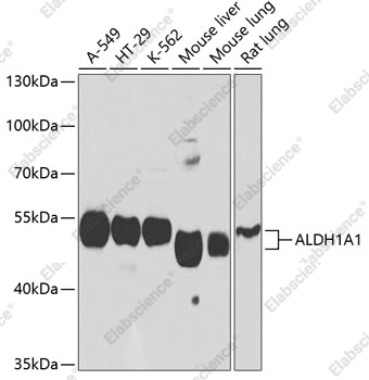 Вестерн-блоттинг, ALDH1A1, различные клеточные линии