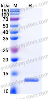 YHJ45002, SDS-PAGE
