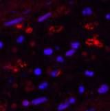 Валидация Elabscience E-AB-22108