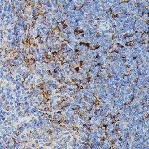 Иммуногистохимия, HLA-DPB1, ткань селезенки мыши