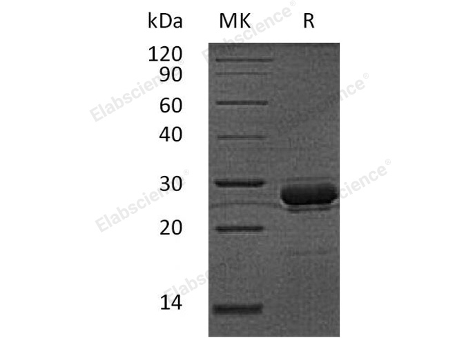 Валидация Elabscience PKSH032540(2998)