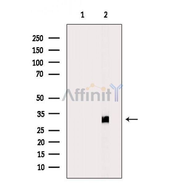 Валидация Affinity DF6343 - 17685
