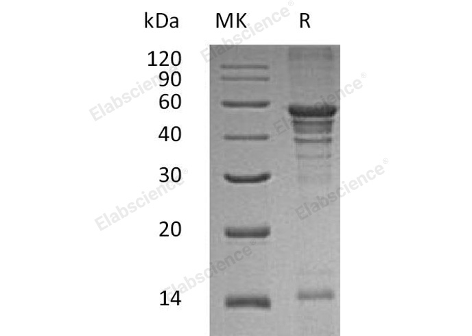 Валидация Elabscience PKSH033194(3544)