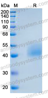 Валидация AntibodySystem AHJ59501