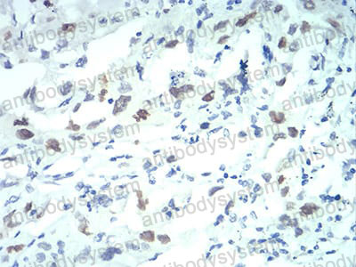 Валидация AntibodySystem RHE91402 (2390)