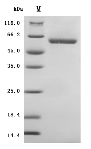 SDS-PAGE
