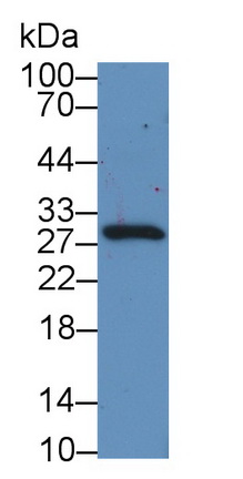 51518
