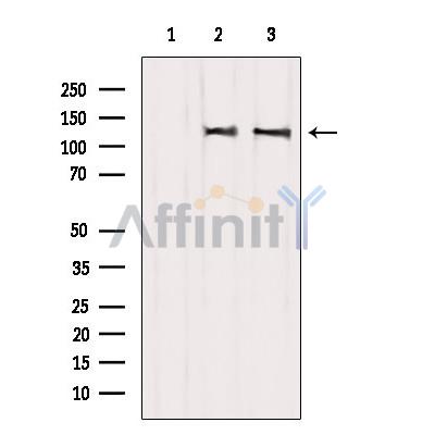 Валидация Affinity AF6049 - 3252