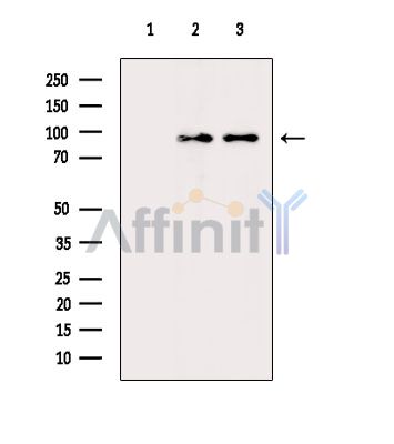 Валидация Affinity DF14299 - 10176