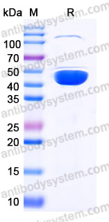 YHE64802, SDS-PAGE