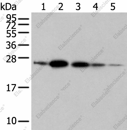 Вестерн-блоттинг, RAB11A, клетки 293T, A549, 231 и ткани мозга плода человека и плаценты человека