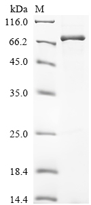 SDS-PAGE