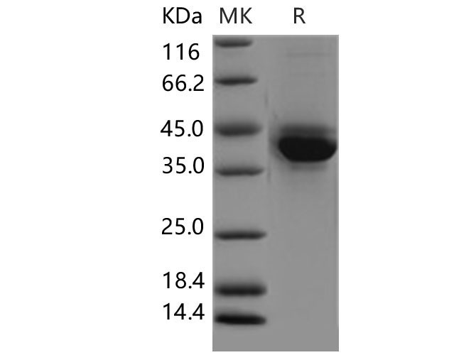 Валидация Elabscience PKSM040658(4641)