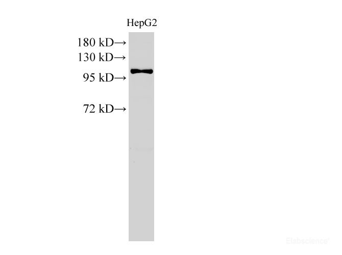 Вестерн-блоттинг, MCM3, клетки HepG2