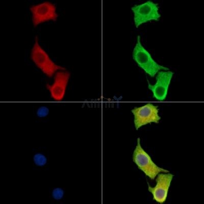 Валидация Affinity DF14033 - 9800