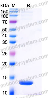YHB90003, SDS-PAGE