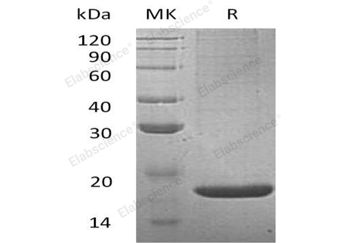 Валидация Elabscience PKSM041102(5021)