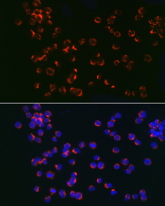 Валидация Elabscience E-AB-92842