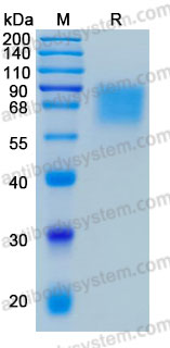 Валидация AntibodySystem AHD65601