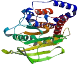 Protein Tyrosine Phosphatase Receptor Type N (PTPRN) Protein Tyrosine Phosphatase Receptor Type N (PTPRN)