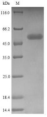 SDS-PAGE