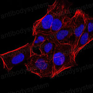 Валидация IF - AntibodySystem RHE45605 (856)