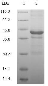 SDS-PAGE